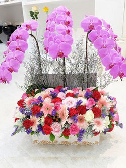 Blush Orchid blossom Box